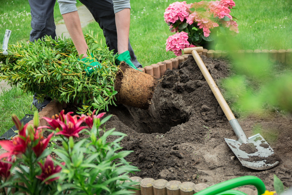 Avoid Aches and Pains While Gardening